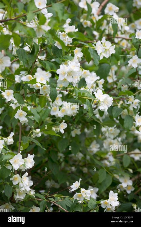 Philadelphus Coronarius - Mock Orange, Süßes Syringa